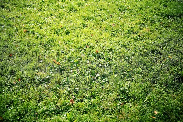 Świeża wiosenna zielona trawa — Zdjęcie stockowe