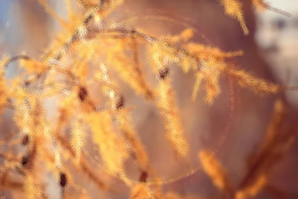 Yellow larch branches — Stock Photo, Image