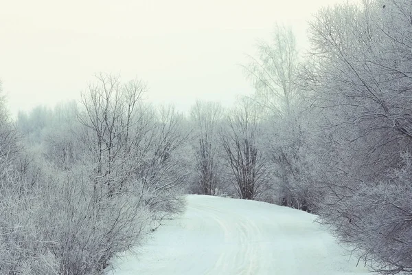 Winter forest frostat — Stockfoto