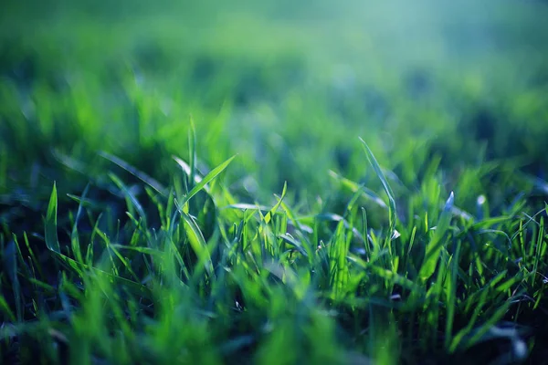 Πράσινο γρασίδι υφή — Φωτογραφία Αρχείου