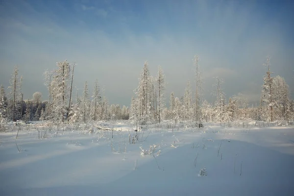 Kış Karlı Arazi — Stok fotoğraf