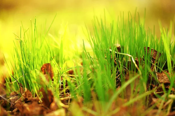 Césped verde primavera fresca — Foto de Stock