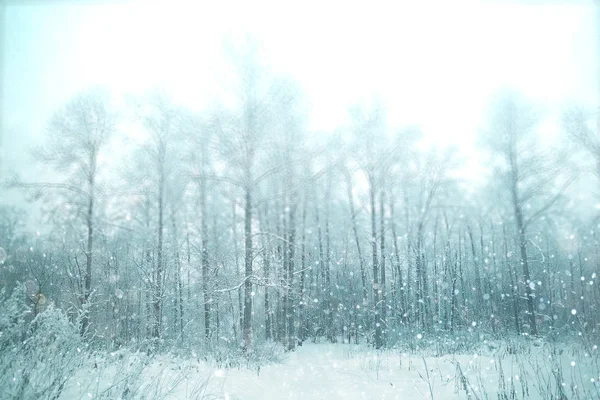 Forêt enneigée d'hiver — Photo