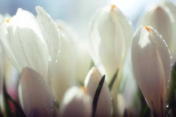 Vår bukett med vita blommor — Stockfoto