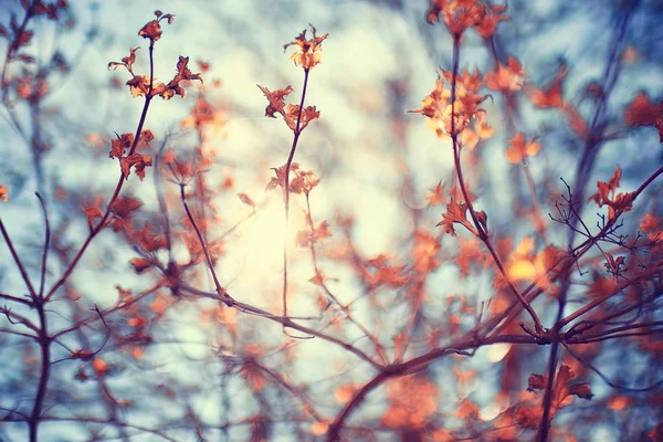 Brotes y hojas en una rama de árbol — Foto de Stock