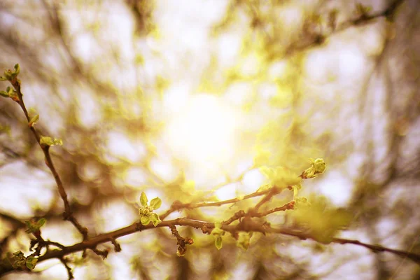 Buds and leaves on a tree branch — Stock Photo, Image