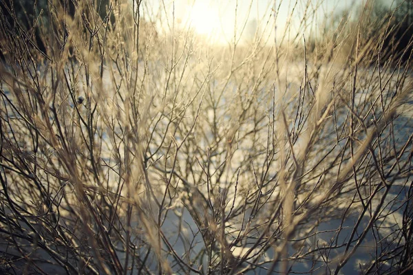 Winterwald zugefroren — Stockfoto