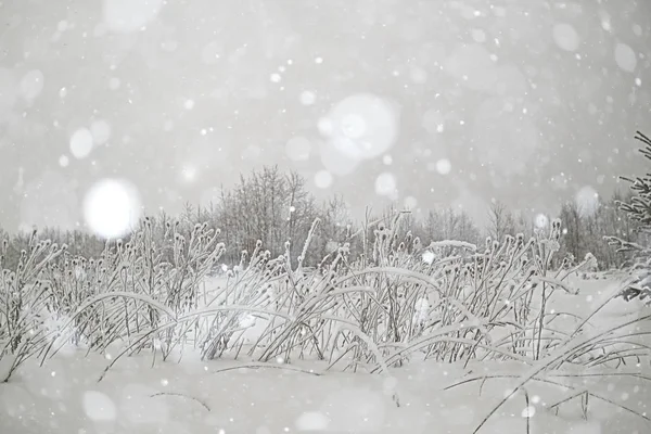 霜景观树 — 图库照片