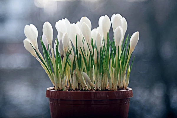 Beyaz kır çiçekleri — Stok fotoğraf
