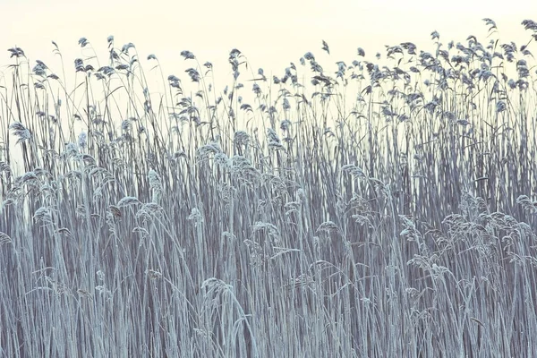 霜で覆われて乾燥草 — ストック写真