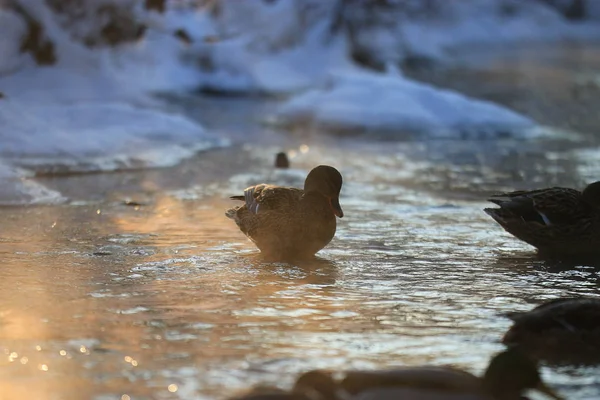 Pájaro en estanque de invierno —  Fotos de Stock