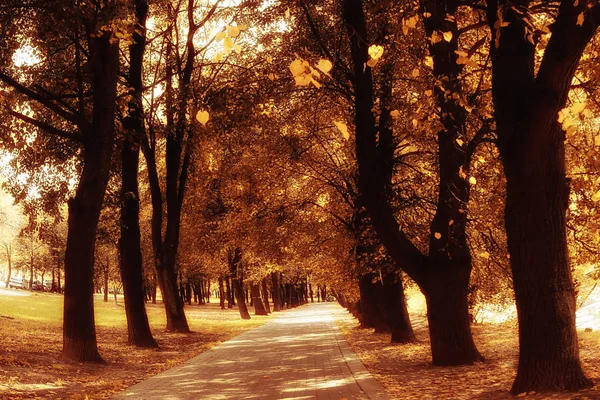 Herfst in stadspark — Stockfoto