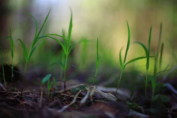 Tunas hijau rumput muda — Stok Foto