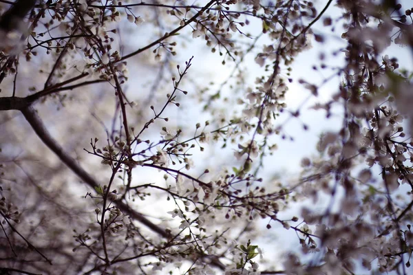 Tavaszi fa ágai, levelei — Stock Fotó
