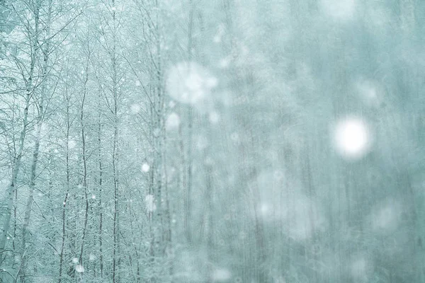 Inverno floresta nevada — Fotografia de Stock