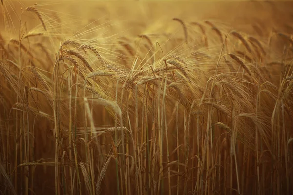 yellow ripe barley ears