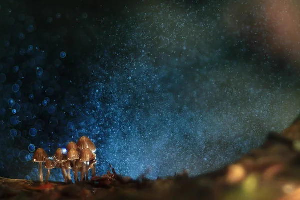 Small poisonous mushrooms — Stock Photo, Image