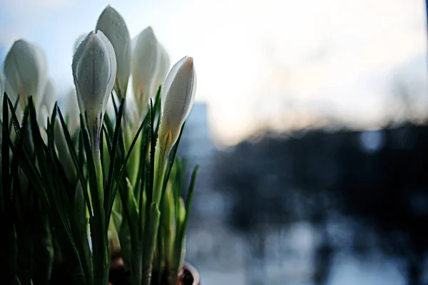 Горщик з весняних білих квітів — стокове фото