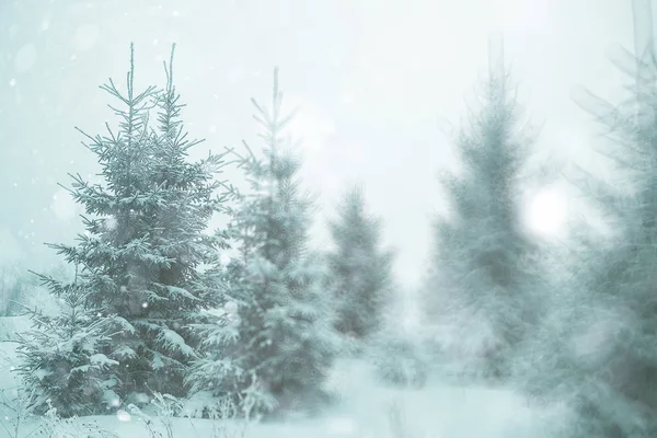 Árboles de invierno en el bosque en la temporada de Navidad —  Fotos de Stock