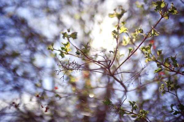 Brotes y hojas en una rama de árbol —  Fotos de Stock