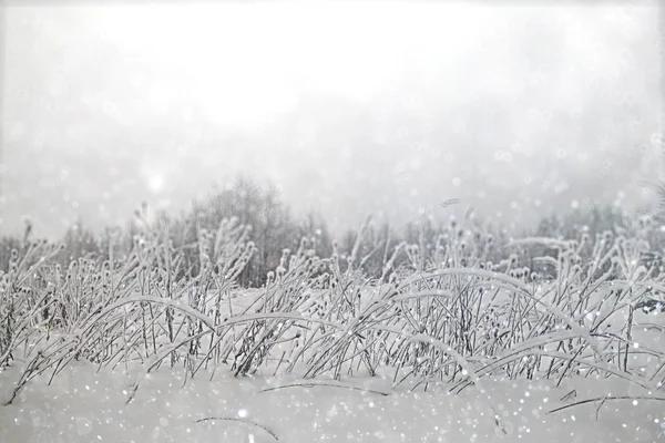 冬季雪地森林 — 图库照片