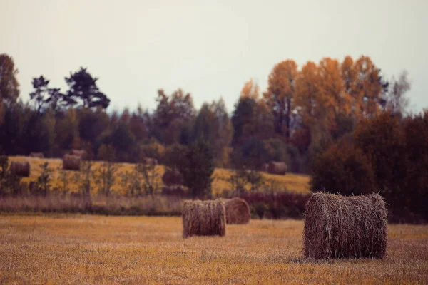 Peisaj de fân într-un câmp — Fotografie, imagine de stoc