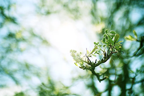 Lente takken met bladeren — Stockfoto