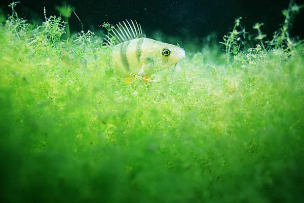 Рыба в зеленых водорослях — стоковое фото