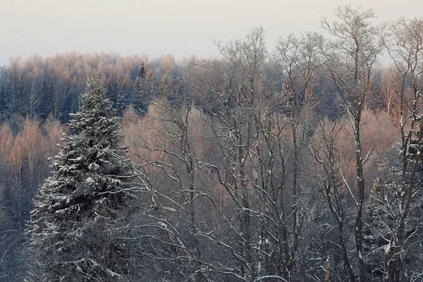 Frosty winter morning nature — Stock Photo, Image