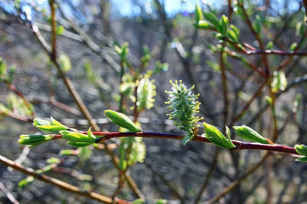 Knospen und Blätter auf einem Ast — Stockfoto