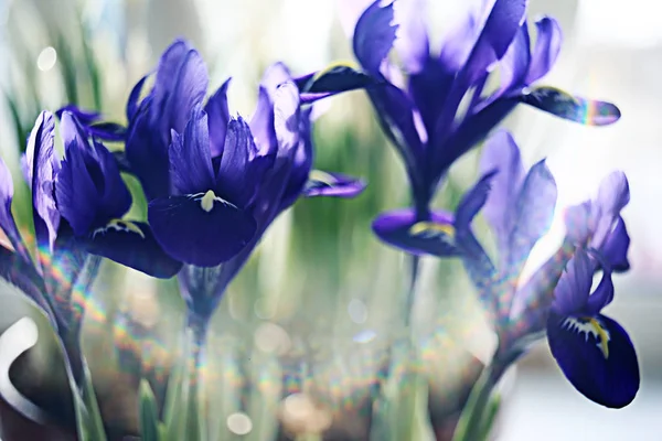 Lente boeket van violette bloemen — Stockfoto