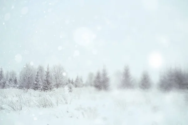 Vinter snöig skog — Stockfoto