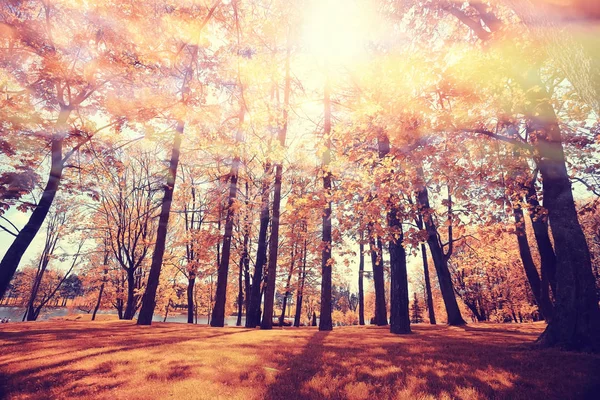 日に秋の公園 — ストック写真