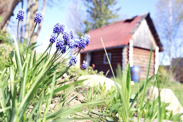Lovely spring flowers — Stock Photo, Image