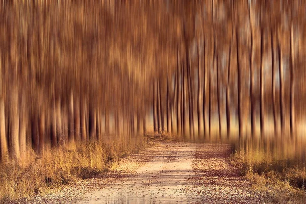 Размытый фоновый путь в осеннем парке — стоковое фото