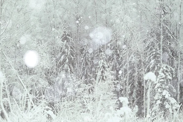 arka plan kış orman 