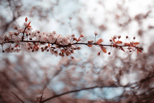 Квітучі вишневі квіти — стокове фото