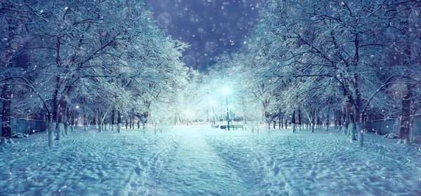 Winter at night in the park — Stock Photo, Image