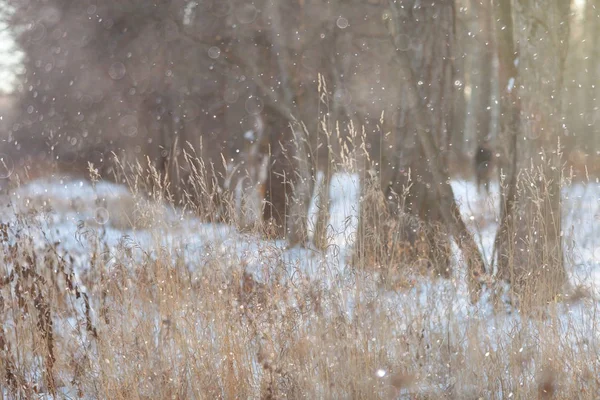 겨울 숲 호랑이 — 스톡 사진