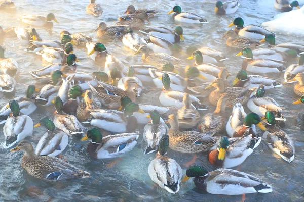 Kış su birikintisi içinde yüzmeye ördekler — Stok fotoğraf