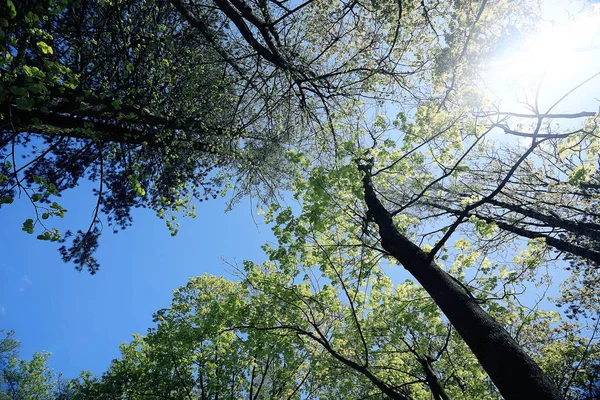 Våren växter med unga blad — Stockfoto