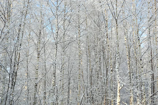 Winter forest frostat — Stockfoto