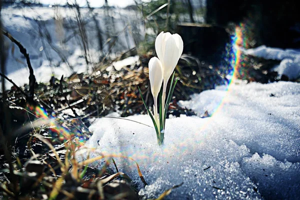 White crocus flowers — Stock Photo, Image