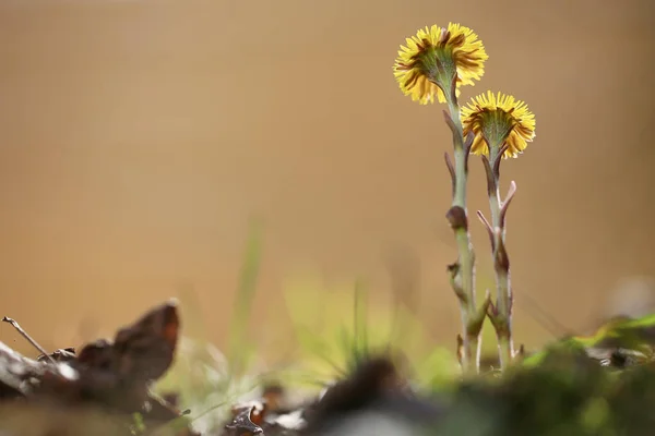 Spring flowers on field — Stock Photo, Image