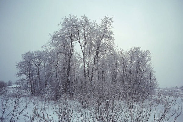 Nature landscape winter forest frosted