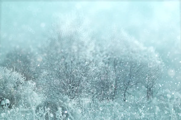 Vintern skogen under snö — Stockfoto