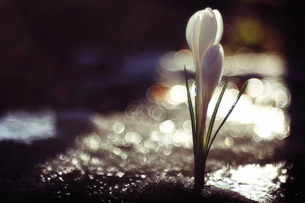 아름 다운 봄 꽃 — 스톡 사진