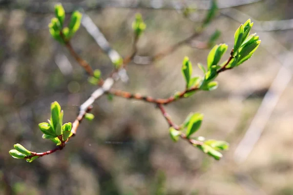 Brotes y hojas en una rama de árbol — Foto de Stock