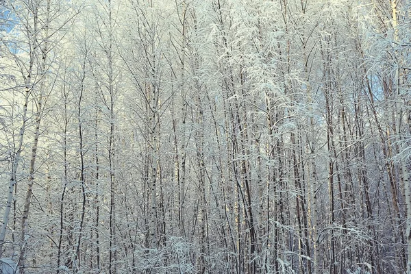 Bosque de invierno esmerilado —  Fotos de Stock