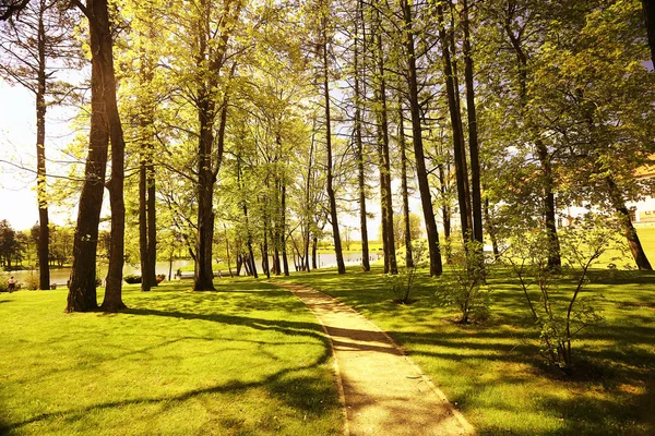 Alley in spring park — Stock Photo, Image